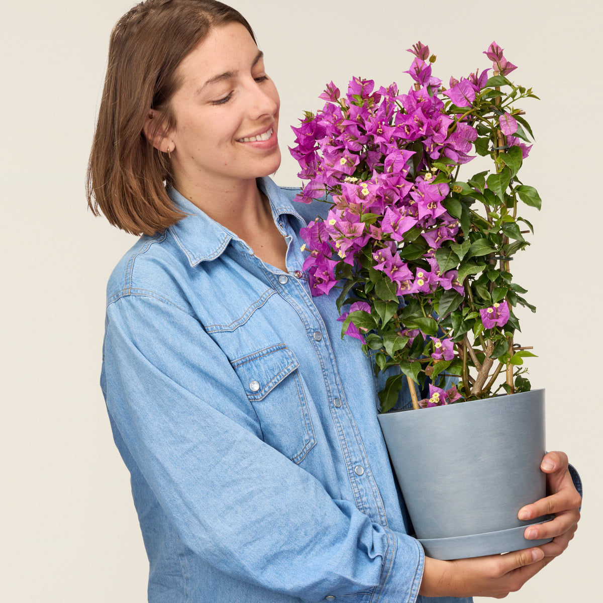 Bougainvillea pink 80cm, Indoor & Outdoor Plants Delivered