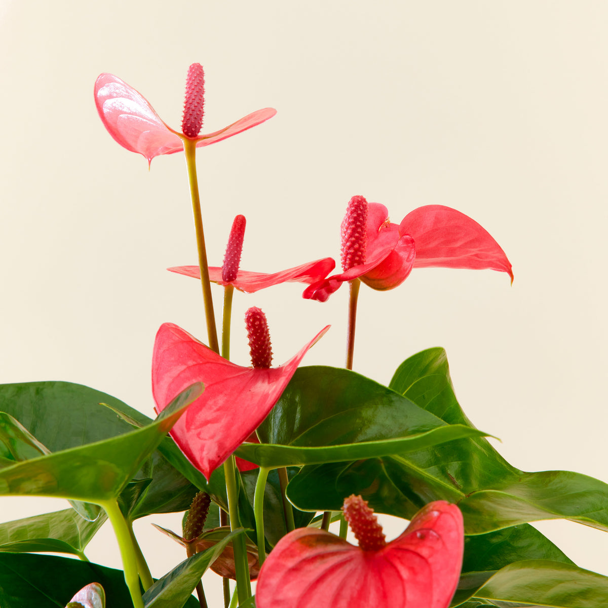 Anthurium Pink 40cm | House | Online Flowy Plants | Delivered Indoor Plants