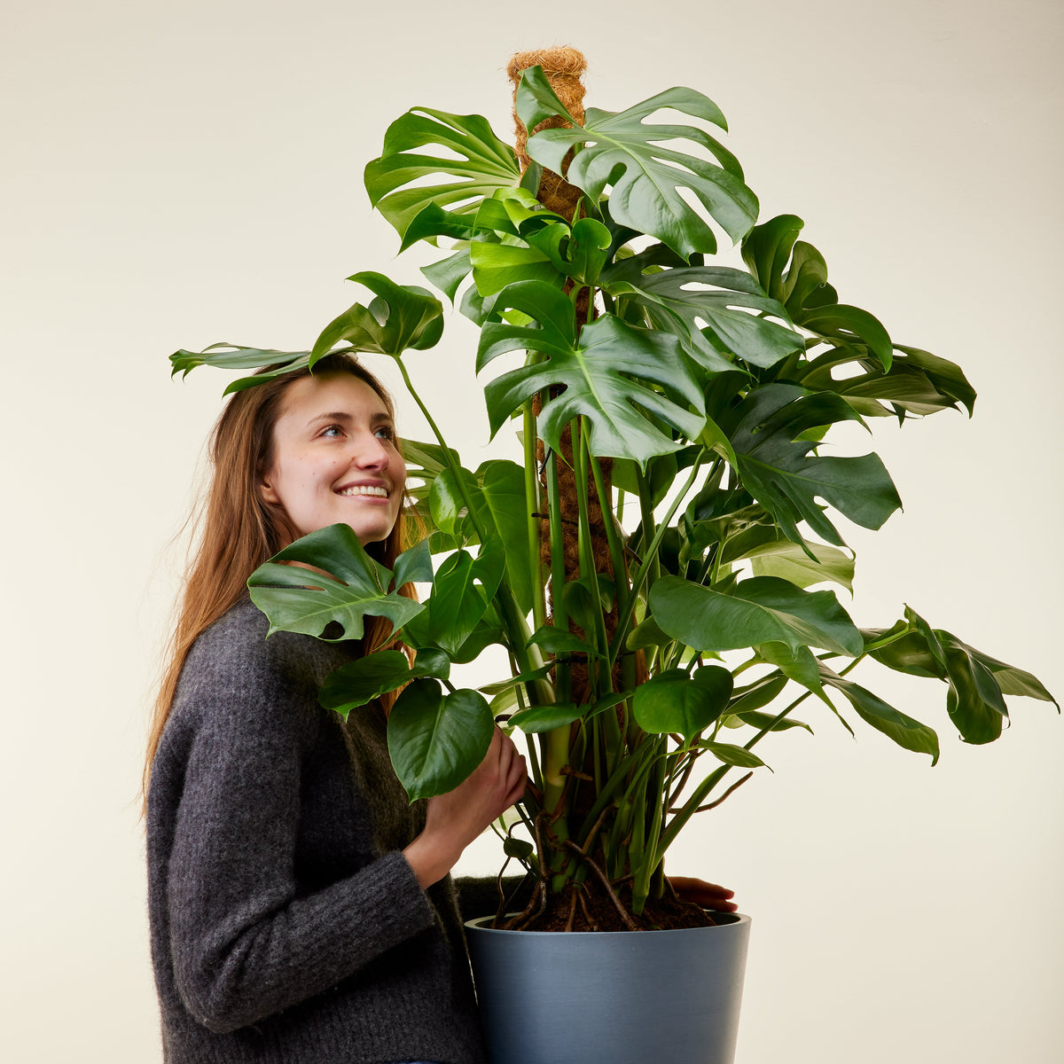 Calathea Oppenheimiana 110cm, Livraison plantes d'intérieur