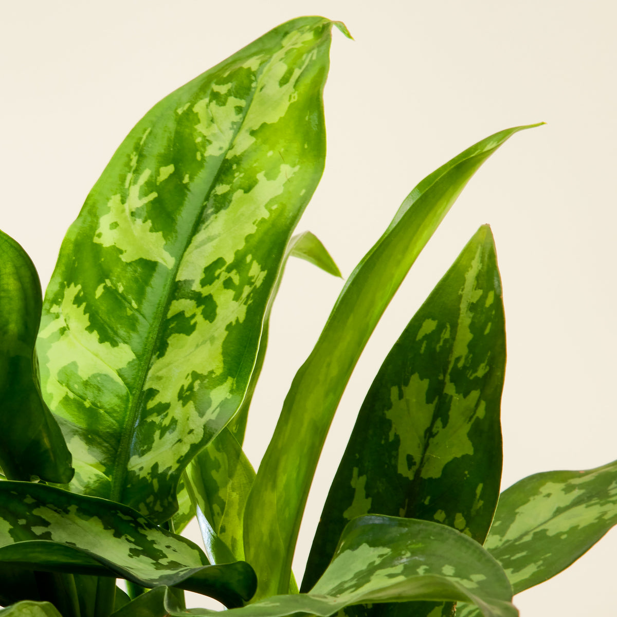 Aglaonema chinese evergreen 25cm | House plants delivered | Indoor plants  online | Flowy