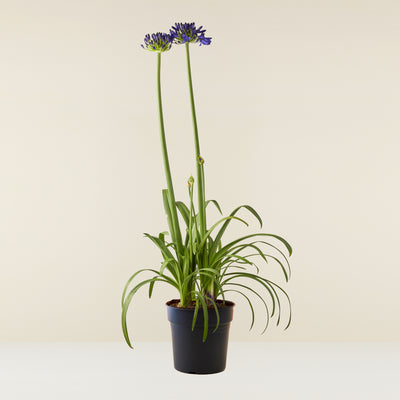 Agapanthus blue (African lily)