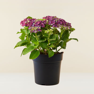 Hortensia Mauve (Hydrangea Macrophylla)