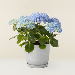 Hortensia Bleu (Hydrangea Macrophylla)