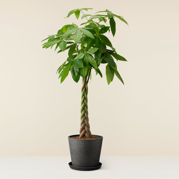 Pachira Aquatica (Guiana Chestnut) XL