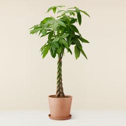 Pachira Aquatica (Guiana Chestnut) XL