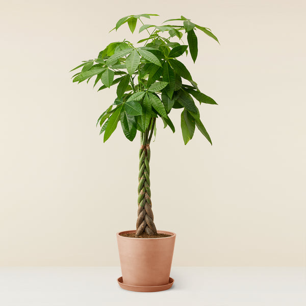 Pachira Aquatica (Guiana Chestnut) XL