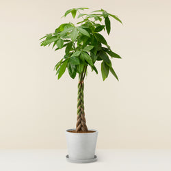 Pachira Aquatica (Guiana Chestnut) XL