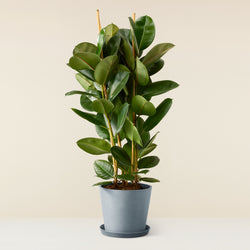 Rubber plant (Ficus Elastica)