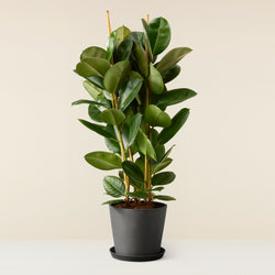 Rubber plant (Ficus Elastica)