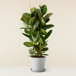 Ficus Elastica (Rubber plant)