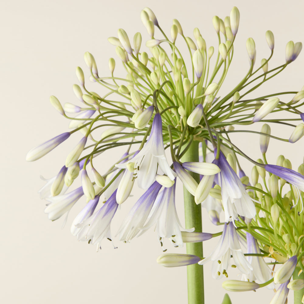 Agapanthus white (African lily)