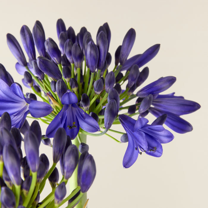 Agapanthus blue (African lily)
