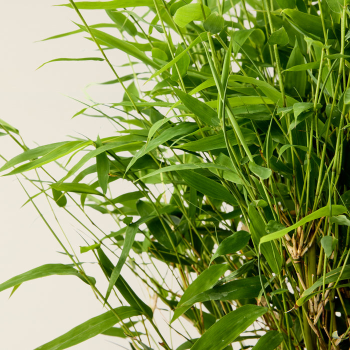 Bamboo plant Fargesia (Boobux)