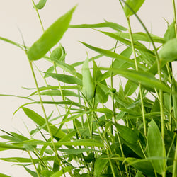 Bamboo plant Fargesia (Boobux)