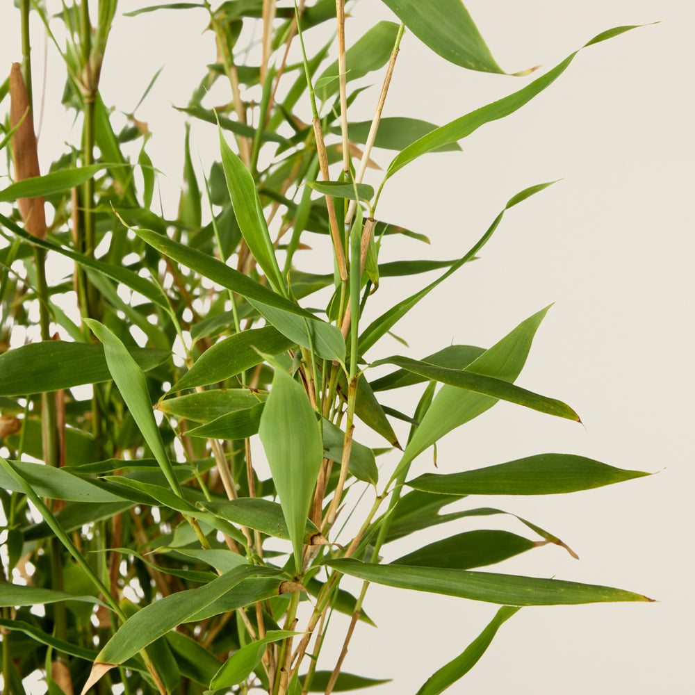 Bamboe plant (Fargesia Murieliae Groen)