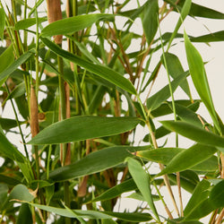 Bambou Fargesia (Vert)