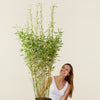 Bamboe plant (Fargesia Murieliae Groen)