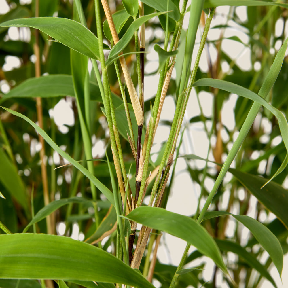 Bamboo Fargesia (Black)