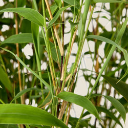 Bamboo Fargesia (zwart)