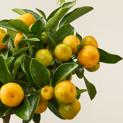 Calamondin (Citrus Oranger)