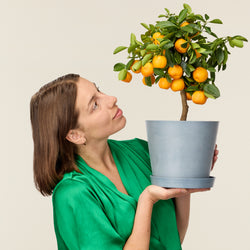 Calamondin (Citrus Oranger) - Mini