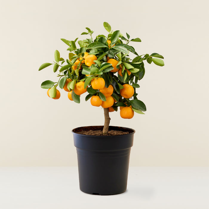 Plant in a Box - Méditerranée Mix de 4 - Citrus calamondin, Citrus