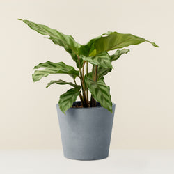 Calathea (mini)