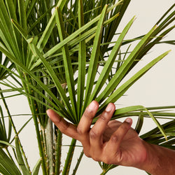 Chamaerops Humilis (European fan palm)