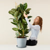 Ficus elastica (Plante caoutchouc)