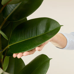 Ficus elastica (Plante caoutchouc)
