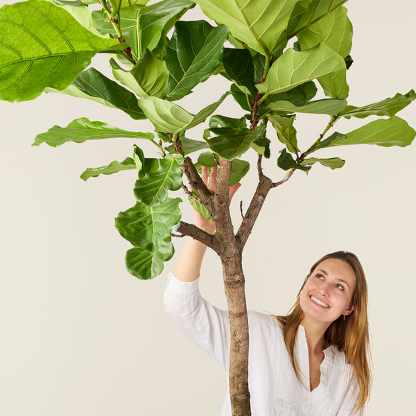 Ficus lyrata (vioolbladplant)