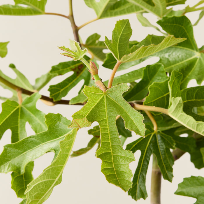 Fig tree (Ficus carica)