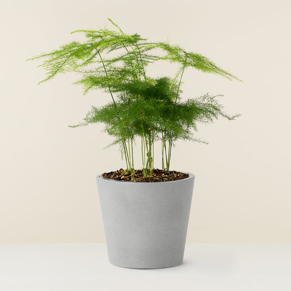 Asparagus Fern