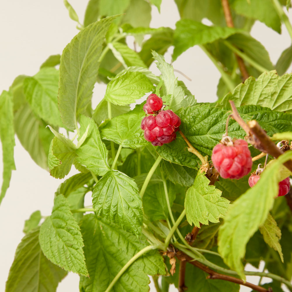 Raspberry plant (Rubus idaeus)
