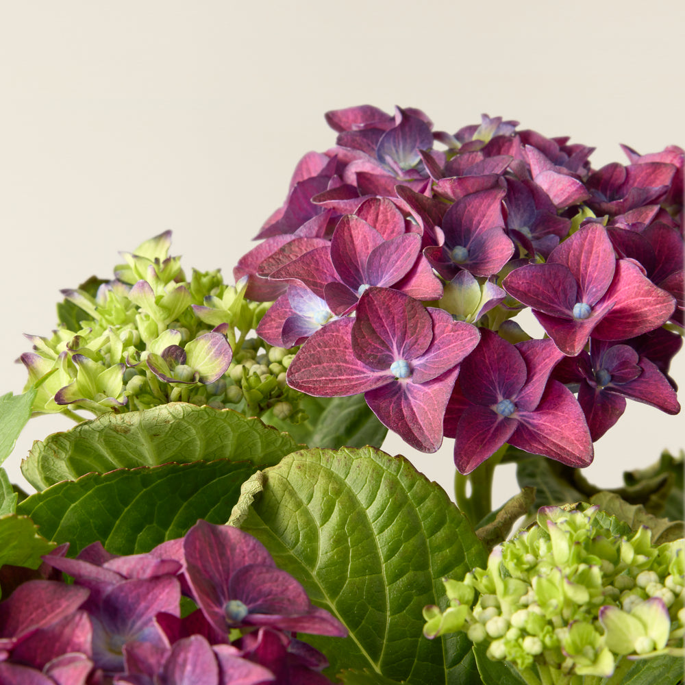 Purple Hydrangea (Hydrangea Macrophylla)