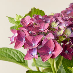 Purple Hydrangea (Hydrangea Macrophylla)