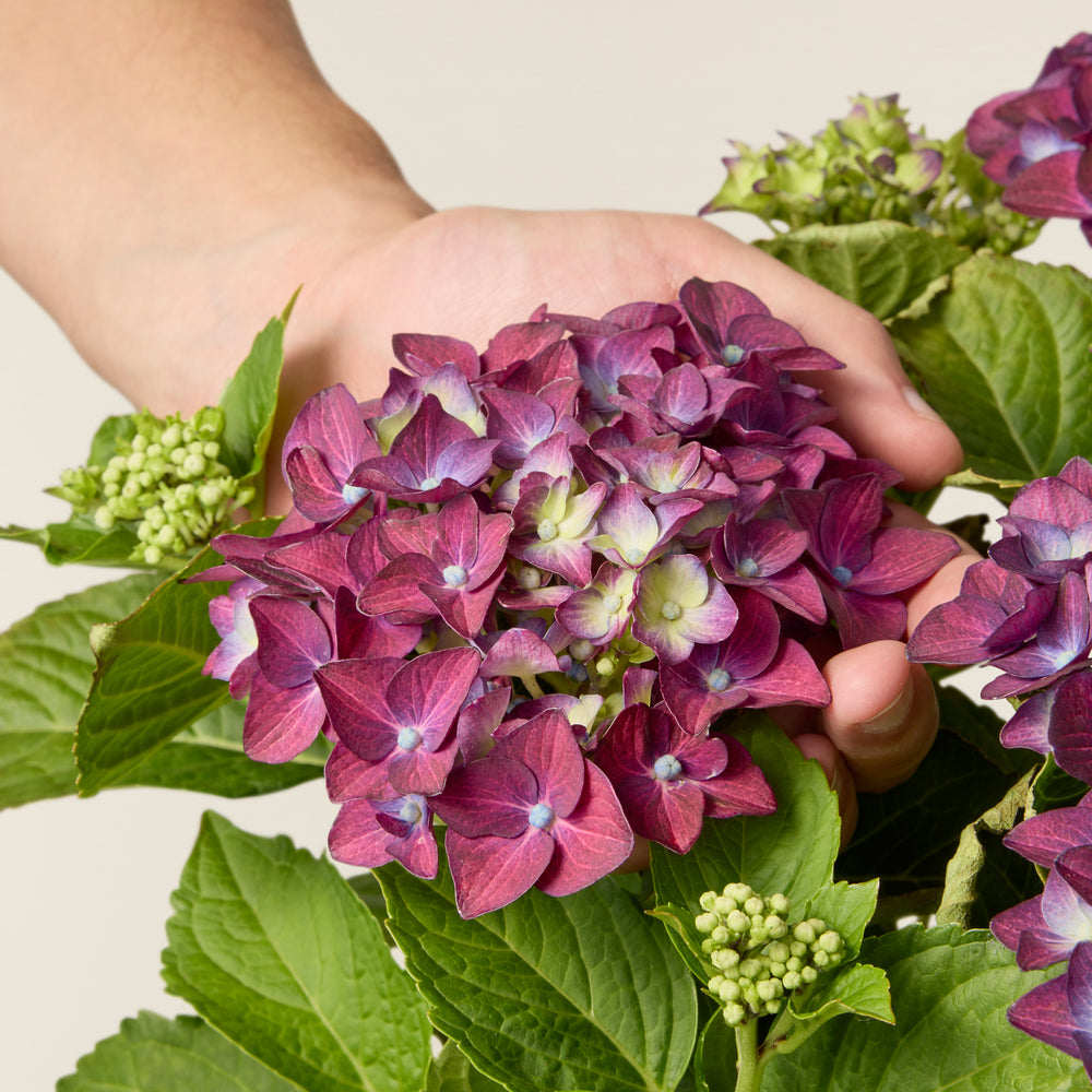 Purple Hydrangea (Hydrangea Macrophylla)