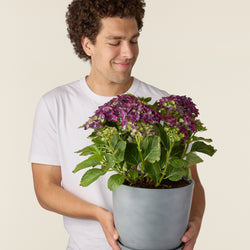 Hortensia Mauve (Hydrangea Macrophylla)