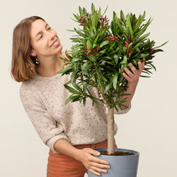 Laurier-rose (Nerium oleander)