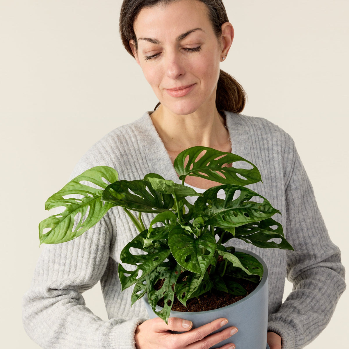 Monstera Adansonii (Monkey leaf) 30cm | House Plants Delivered | Indoor ...