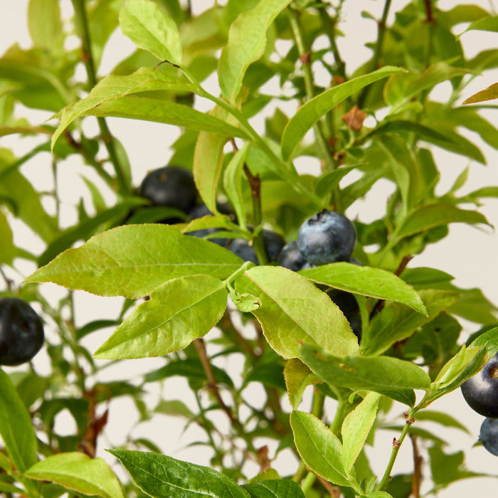 Blueberry bush (Vaccinium Corymbosum)
