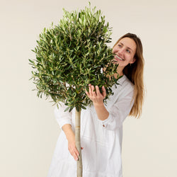 Olive tree (Olea europea)