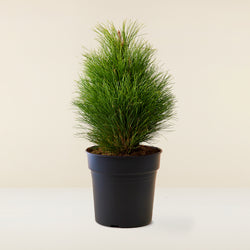 Pin noir (Pinus)