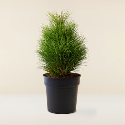 Black Pin (Pinus)