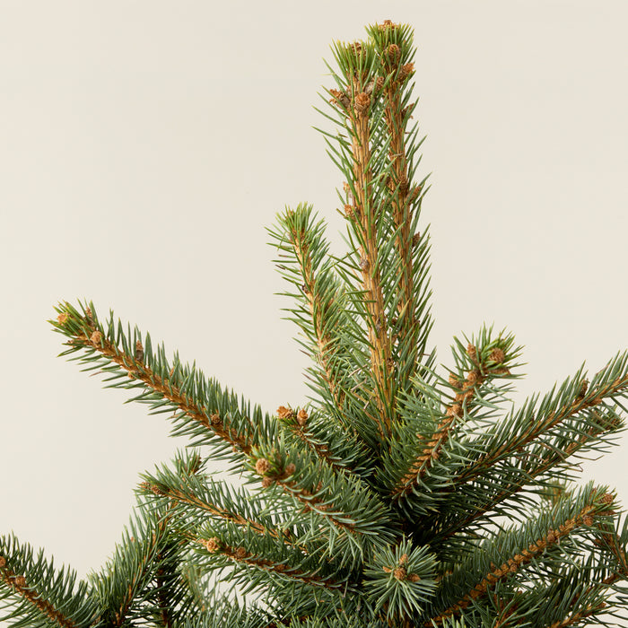 Christmas tree in pot (Blue spruce)