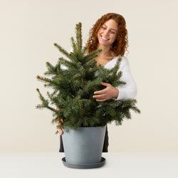 Christmas tree in pot (Blue spruce)