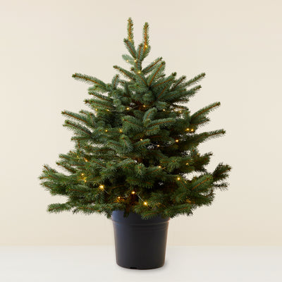 Christmas tree in pot (Blue spruce) - XL