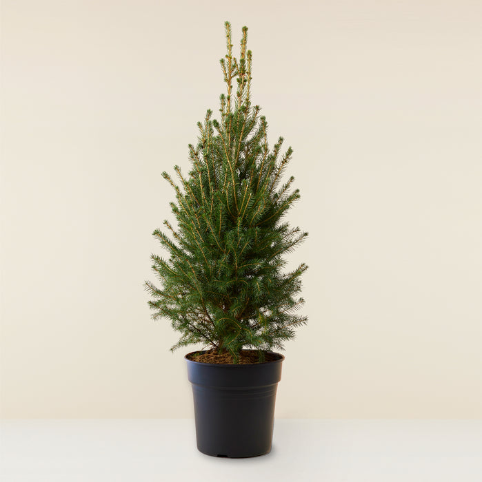 Potted spruce tree