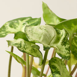 Arrowhead plant (mini)