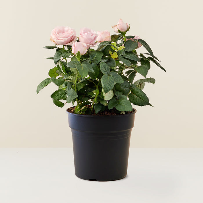 Rose in pot - Pink 28cm, House Plants Delivered, Indoor Plants Online